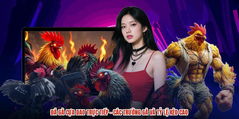 Đá gà cựa dao trực tiếp - Các Trường Gà Và Tỷ Lệ Kèo Cao