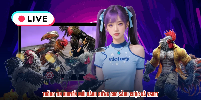 Thông tin khuyến mãi dành riêng cho sảnh cược gà VSBET