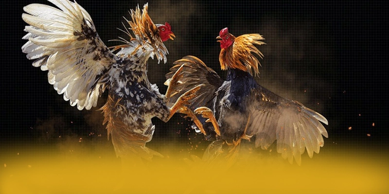 So sánh của BET168 trên thị trường